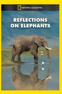 دانلود فیلم Reflections on Elephants 1994